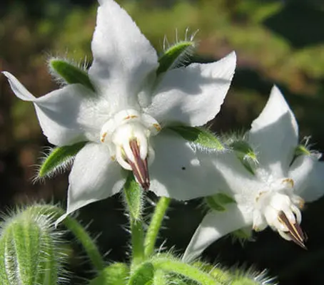 Not so well known is the beautiful white form of Borage with pure white flowers.