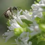 Greek Oregano has white flowers
