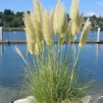 Pampas grass looks wonderful planted by water.