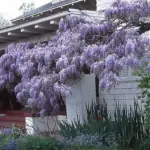 Wisteria looks fabulous grown traditionally over a wall of a house or garden building or trained over a pergola.