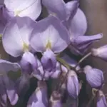 Wisteria sinensis is surely the most distinctive of climbers and by far the most captivating when in bloom