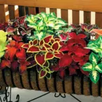 This exotic mixture of the favorite Wizard varieties will certainly add some magical charm to your garden.