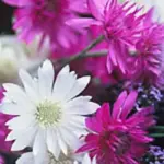 1 to 2 inch wide, dainty blossoms in four distinct colours of white, rose, crimson and purple.