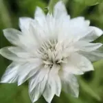 Xeranthemum “Lumina Double” is one of the prettiest of everlasting flowers.