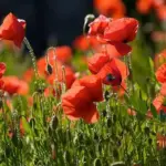 With its brilliant scarlet flowers, usually with a black blob at the base of the petals, this native wild flower needs no introduction.