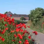 They paint a new road verge or embankment a brilliant hue in their first year.