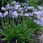 Agapanthus praecox ssp. minimus 'Peter Pan'-0