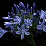 Agapanthus praecox ssp. minimus 'Peter Pan'-1519