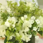 The blossoms of lady's mantle make outstanding cut flowers, both fresh and dried.