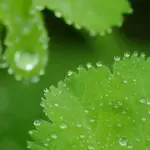With lovely pleated leaves that are soft grey-green with scalloped margins.