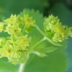 The unpretentious Lady's Mantle is extremely useful for both its foliage and its flowers.