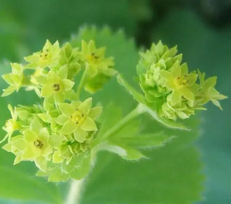The unpretentious Lady's Mantle is extremely useful for both its foliage and its flowers.