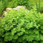 The blossoms of Alchemilla mollis are just as extraordinary as the foliage; they consist of airy clouds of tiny, delicate flowers of a priceless chartreuse colour.