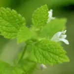 Melissa flowers in late summer.