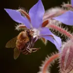 If the summer is particularly hot hives can collect 80 to 100lb of honey each from a borage field.