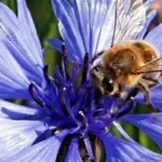 The rich shades of blue are much sought after, for both garden decoration and flower arrangements.