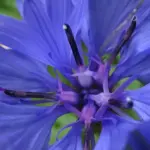 The blue cornflower is a slender plant of great charm. Its flowers are highly attractive to bees and other insects.