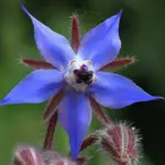 Blue flowers are always welcome in the garden: Borage often flowers lavishly about 8 weeks after sowing.