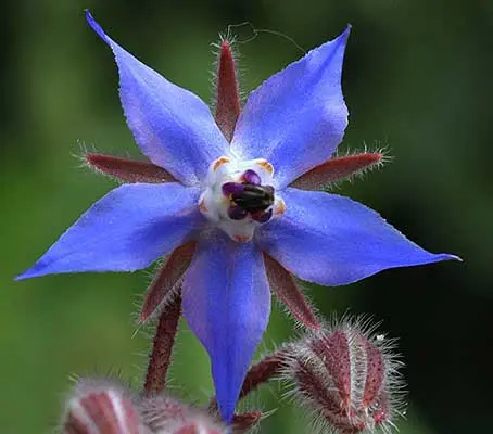 Blue flowers are always welcome in the garden: Borage often flowers lavishly about 8 weeks after sowing.