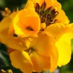 The large golden-yellow flowers are filled with a sweet fragrance, from mid-spring and throughout summer.