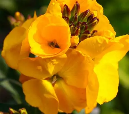 The large golden-yellow flowers are filled with a sweet fragrance, from mid-spring and throughout summer.