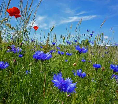 In Britain the cornflower is now classified as endangered. It receives general protection under the Wildlife and Countryside Act 1981.