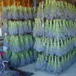 Lavender flower heads look grey before the flowers open.