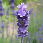 Also called True Lavender or Fine Lavender. The fragrant flowers have been used in perfumes, poultices and potpourris for centuries.