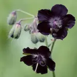 Geranium phaeum var. phaeum 'Samobor'-0