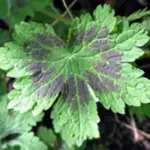 Geranium phaeum var. phaeum 'Samobor'-1098