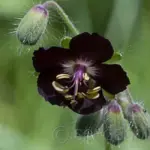 Geranium phaeum var. phaeum 'Samobor'-951