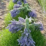Cut the flower stems during the cool of the morning after the dew has dried