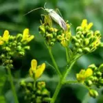 Isatis tinctoria 'Woad'-2704