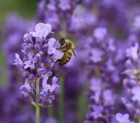 Also called True Lavender or Fine Lavender. The fragrant flowers have been used in perfumes, poultices and potpourris for centuries.
