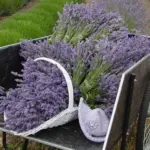 Harvesting Lavender is one of the most enjoyable pleasures any gardener can have