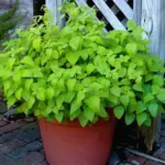 Potted plants do better when kept a bit crowded.