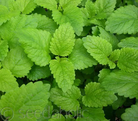 The leaves of lemon balm have the scent of lemon with a hint of mint.