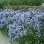 Agapanthus praecox ssp. minimus 'Peter Pan'-1517