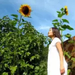 Fast growing sunflowers, especially the really big cultivars, are always favourites with children.