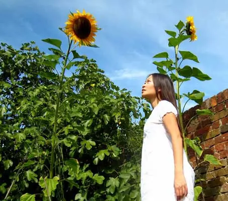 Fast growing sunflowers, especially the really big cultivars, are always favourites with children.