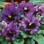 Frizzle Sizzle Purple