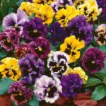 Frizzle Sizzle Mix of Colours