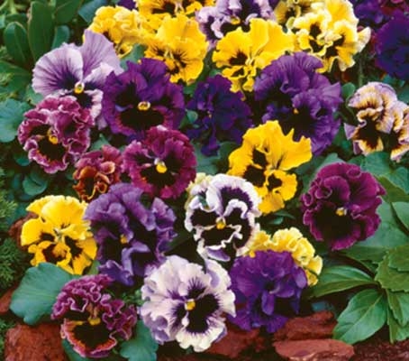 Frizzle Sizzle Mix of Colours