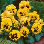 Frizzle Sizzle Yellow