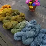 Isatis tinctoria 'Woad'-1628