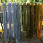 Isatis tinctoria 'Woad'-1625