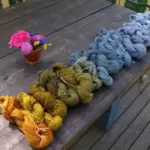 Isatis tinctoria 'Woad'-1621