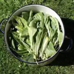 Isatis tinctoria 'Woad'-1630