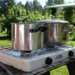 Isatis tinctoria 'Woad'-1624