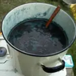 Isatis tinctoria 'Woad'-1626